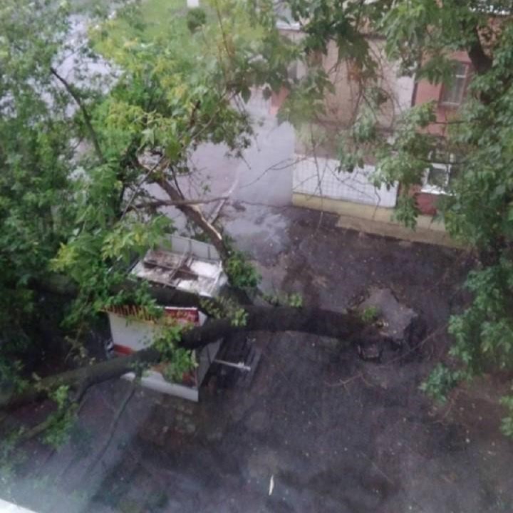 Деревом накрыло. Или что делать тем, кому не повезло?
