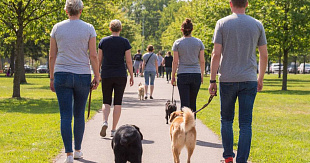 С 2026 года — новые стандарты для площадок выгула собак